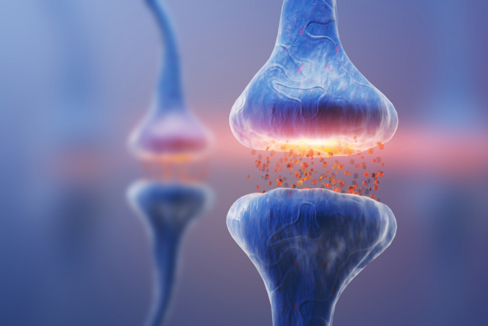 Synapses